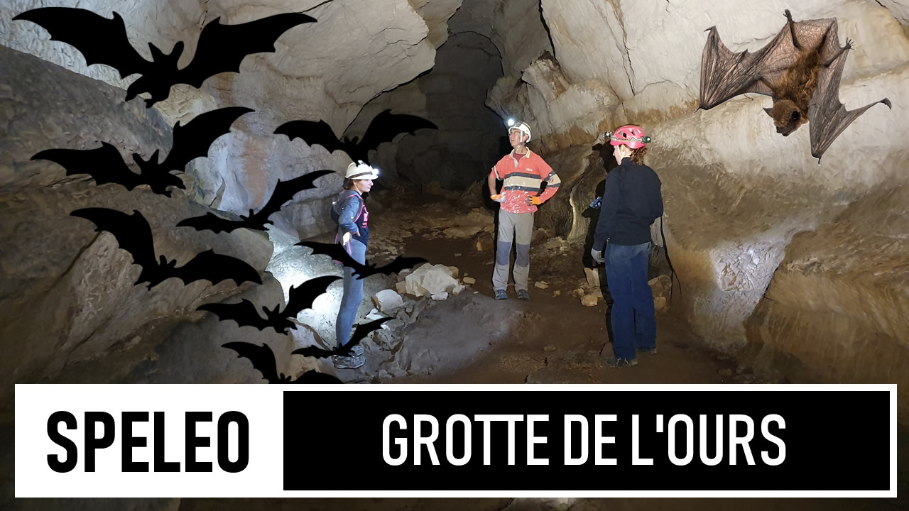 SPÉLÉO | Grotte de l'ours - Grand nid de chauves souris !